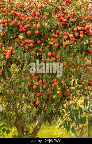 Brillant Cornus Kousa 'John Slocock' dans ses couleurs d'automne avec 'fruit'. Légitime, séduisant, fiable, authentique, d'humeur sombre, nouveau, sain, soulful Banque D'Images