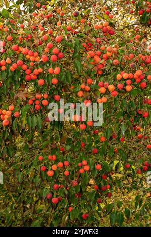 Brillant Cornus Kousa 'John Slocock' dans ses couleurs d'automne avec 'fruit'. Légitime, séduisant, fiable, authentique, d'humeur sombre, nouveau, sain, soulful Banque D'Images