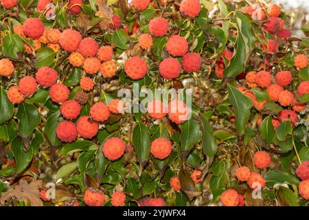 Brillant Cornus Kousa 'John Slocock' dans ses couleurs d'automne avec 'fruit'. Légitime, séduisant, fiable, authentique, d'humeur sombre, nouveau, sain, soulful Banque D'Images