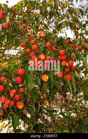 Brillant Cornus Kousa 'John Slocock' dans ses couleurs d'automne avec 'fruit'. Légitime, séduisant, fiable, authentique, d'humeur sombre, nouveau, sain, soulful Banque D'Images