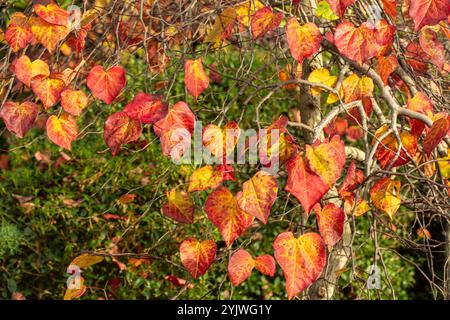 Couleur étonnante des feuilles de Cercis canadensis 'Ruby Falls' sur l'arbre à la fin de l'automne. Séduisant, fiable, authentique, Moody, nouveau, en bonne santé, émoi, Banque D'Images