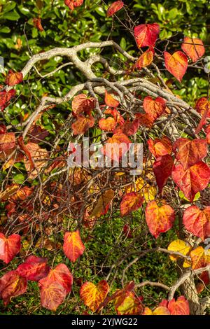 Couleur étonnante des feuilles de Cercis canadensis 'Ruby Falls' sur l'arbre à la fin de l'automne. Séduisant, fiable, authentique, Moody, nouveau, en bonne santé, émoi, Banque D'Images