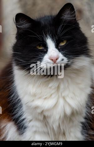 Portrait en gros plan d'un chat noir et blanc sérieux. Banque D'Images