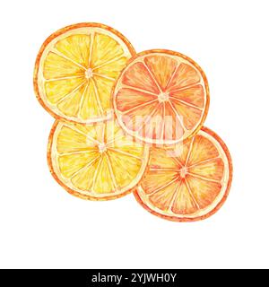 Tranches d'agrumes orange vif et jaune. Citron, clipart d'aquarelle orange pour une utilisation dans les cartes de vacances, les emballages alimentaires, ou les dessins saisonniers. Parfait pour les recettes, les étiquettes cadeaux et les étiquettes de produits. Banque D'Images