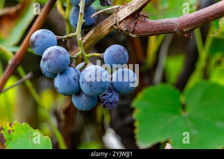 Un petit bouquet de raisins bleus pousse sur une vigne. Banque D'Images