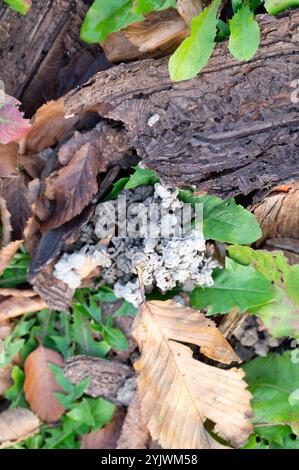 Excrétions de vers de terre rapprochées, Nephridia coelom par un entonnoir cilié, néphrostome, micronéphridia et mésonéphridia à côté de l'écorce d'arbre infestée de BA Banque D'Images