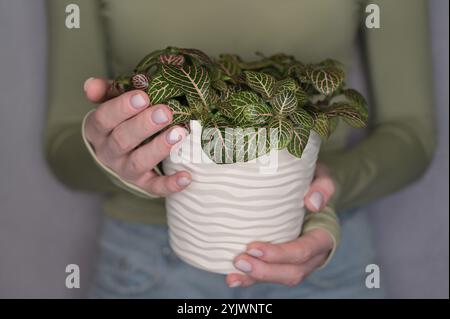 Fittonia plante rose-vert dans un pot ondulé blanc dans les mains d'une femme, les doigts touchent les feuilles, fond gris clair Banque D'Images