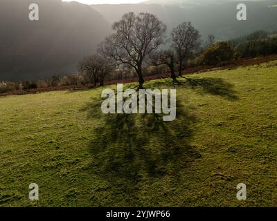 Vue aérienne de longues ombres projetées par les arbres sur une prairie verte vibrante pendant une journée d'automne ensoleillée, créant une scène naturelle captivante Banque D'Images