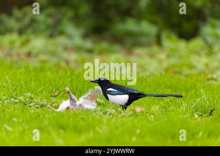 Pie commune Pica pica, adulte se nourrissant d'écureuil gris de l'est Sciurus carolinensis, charoie sur herbe, Suffolk, Angleterre, novembre Banque D'Images