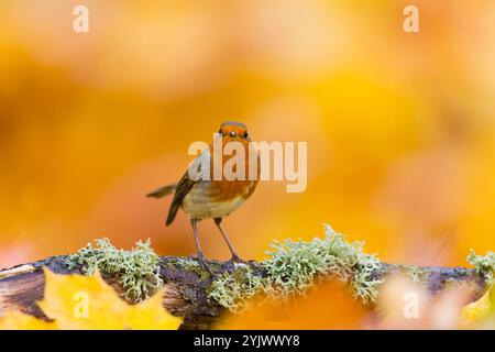 robin Erithacus rubecula, adulte perché sur une branche tombée parmi les feuilles d'automne, Suffolk, Angleterre, novembre Banque D'Images
