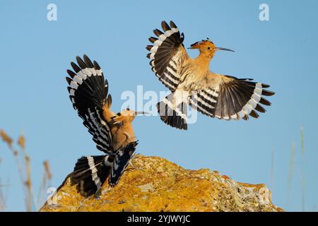 Eurasian Hoopoe Upupa épops in the Wild. Oiseaux se poursuivant en gros plan. Banque D'Images