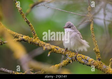 Whitethroat Sylvia communis dans la nature sauvage. Gros plan. Banque D'Images