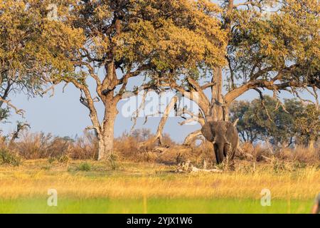 Photo en téléobjectif d'un éléphant d'Afrique -Loxodonta Africana- pageant sur les rives de l'Okavango, dans le delta de l'Okavango, au Botswana, autour du coucher du soleil. Banque D'Images