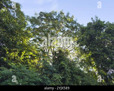 La lumière du soleil illumine les feuilles vibrantes de grands arbres dans un cadre paisible et verdoyant de forêt. Banque D'Images