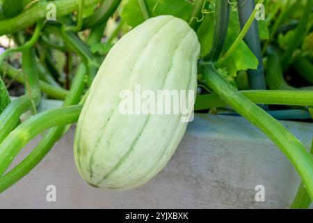 Issaquah, Washington, États-Unis. Delicata Squash poussant sur la vigne dans un jardin surélevé Banque D'Images