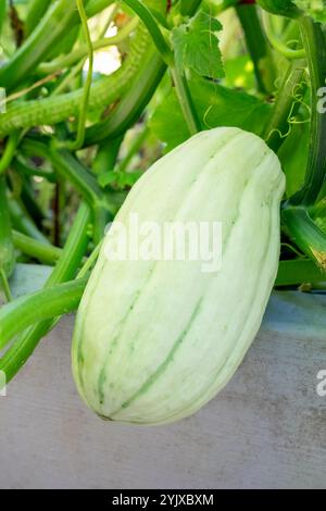 Issaquah, Washington, États-Unis. Delicata Squash poussant sur la vigne dans un jardin surélevé Banque D'Images