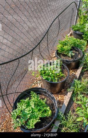 Issaquah, Washington, États-Unis. Sugar Baby Watermelon plants poussant dans des récipients avec une ligne d'irrigation goutte à goutte allant à chaque pot. Banque D'Images