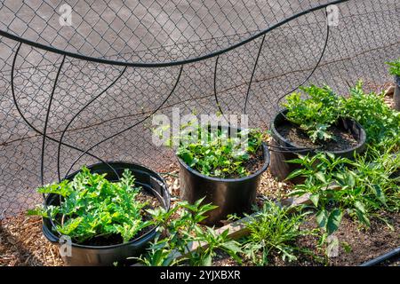 Issaquah, Washington, États-Unis. Sugar Baby Watermelon plants poussant dans des récipients avec une ligne d'irrigation goutte à goutte allant à chaque pot. Banque D'Images