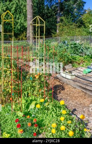 Issaquah, Washington, États-Unis. Marigolds commun et Scicilian devant les vignes de tomates Banque D'Images