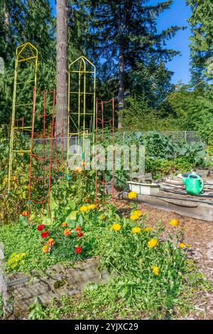 Issaquah, Washington, États-Unis. Marigolds commun et Scicilian devant les vignes de tomates Banque D'Images