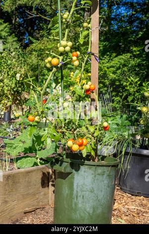 Issaquah, Washington, États-Unis. Tomates cerises rouges Husky poussant dans un récipient Banque D'Images
