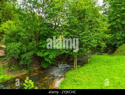 Une rivière coule doucement à travers une forêt verdoyante de grands arbres Banque D'Images