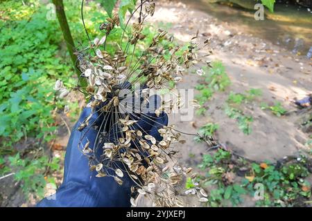 Graines de la plante nocive Heracleum sonowskyi en main, l'asperge de Sosnowsky Banque D'Images