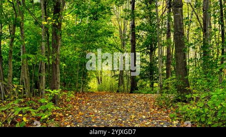 Gros plan d'un sentier au milieu d'une forêt en automne. fond d'écran, vue horizontale 16:9 image 16:9, fond d'écran 16:9, format 16:9 Banque D'Images