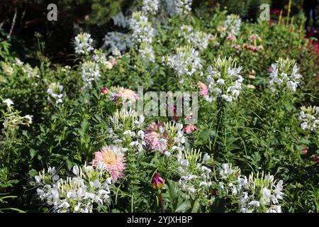 bush recouvert de fleurs blanches roses Banque D'Images