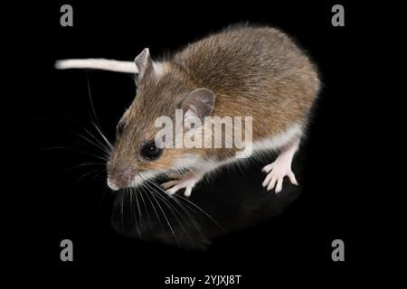 Souris à pattes blanches (Peromyscus leucopus), souris cerf Banque D'Images