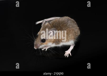 Souris à pattes blanches (Peromyscus leucopus), souris cerf Banque D'Images