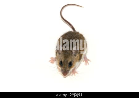 Souris à pattes blanches (Peromyscus leucopus), souris cerf Banque D'Images