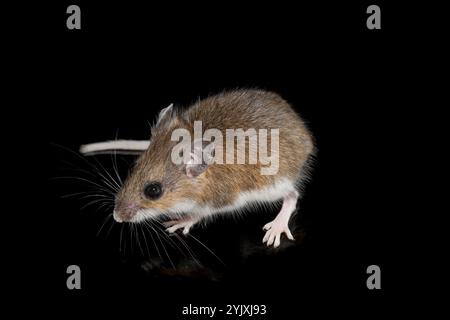 Souris à pattes blanches (Peromyscus leucopus), souris cerf Banque D'Images