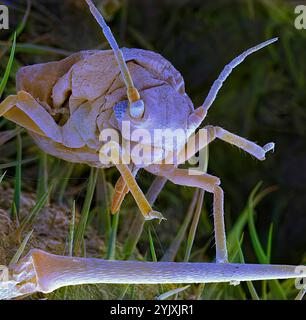 Nourrir le puceron. Micrographie électronique à balayage coloré (MEB) d'un puceron (ordre des hémiptères), ou greenfly. Les yeux composés peuvent être vus de chaque côté de sa tête. En dessous de sa tête, entre la première paire de pattes, se trouvent les pièces buccales en forme de tube (stylets) du puceron, qu'il utilise pour percer les tiges des plantes pour aspirer la sève des veines à l'intérieur. Les pucerons se multiplient rapidement et sont de sérieux ravageurs des fleurs, des légumes et de certaines cultures fruitières. Grossissement : x12,5 lorsque vous imprimez 10 centimètres de haut. Banque D'Images