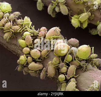 Nourrir les pucerons. Micrographie électronique à balayage coloré (MEB) de pucerons (ordre des hémiptères), ou greenfly. Les pucerons se multiplient rapidement et sont de sérieux ravageurs des fleurs, des légumes et de certaines cultures fruitières. Grossissement : x6 si imprimé 10 centimètres de haut. Banque D'Images