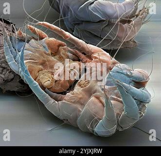 Acariens. Micrographie électronique à balayage couleur (MEB) des acariens de la poussière domestique (Dermatophagoides pteronyssinus). Des millions d'acariens habitent la maison, se nourrissant de cellules cutanées perdues. Ils vivent principalement dans les meubles, et sont généralement inoffensifs. Cependant, leurs excréments et leurs cadavres peuvent provoquer des réactions allergiques chez les personnes sensibles. Le cycle de vie des acariens de la poussière de l'œuf à l'adulte prend environ un mois pour compléter, les acariens femelles matures peuvent pondre de 1-2 œufs par jour. Les acariens adultes peuvent vivre jusqu'à deux mois. Grossissement : x30 lorsqu'il est imprimé à 10 centimètres de large. Banque D'Images