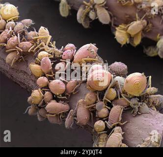 Nourrir les pucerons. Micrographie électronique à balayage coloré (MEB) de pucerons (ordre des hémiptères), ou greenfly. Les pucerons se multiplient rapidement et sont de sérieux ravageurs des fleurs, des légumes et de certaines cultures fruitières. Grossissement : x6 si imprimé 10 centimètres de haut. Banque D'Images