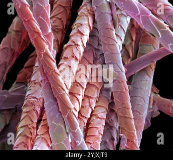 Poils de chat, micrographie électronique à balayage coloré (MEB). L'extérieur du cheveu, la cuticule, est recouvert d'écailles de cellules mortes qui se chevauchent et contiennent la protéine kératine. Trouvé exclusivement chez les mammifères, le cheveu est l'une de leurs caractéristiques déterminantes. Ce poil est de la race British Blue (British Shorthair) du chat domestique (Felis silvestris catus). Les poils chez les chats servent d'isolation et peuvent être soulevés lorsqu'ils sont menacés pour donner une apparence de taille accrue. Le poil de chat est une cause fréquente d'allergies chez l'homme. Grossissement : x265 si imprimé 10 centimètres de large. Banque D'Images