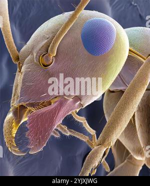 Tête de fourmi. Micrographie électronique à balayage couleur (MEB) de la tête d'une fourmi rouge (famille des Formicidae) montrant ses grands yeux, antennes et mâchoires composés. Grossissement : x40 lorsqu'il est imprimé 10 centimètres de large Banque D'Images
