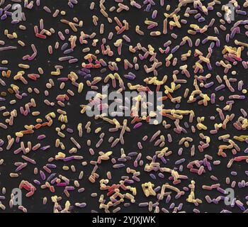 Bactéries Salmonella. Micrographie électronique à balayage couleur (MEB) des bactéries Salmonella. Des flagelles, des structures minces en forme de fils utilisées par les bactéries pour se déplacer, sont également visibles. La bactérie Salmonella peut causer une intoxication alimentaire lorsqu'elle est consommée dans des aliments contaminés comme les œufs crus. Dans les bonnes conditions, ils peuvent se multiplier rapidement. Les symptômes comprennent des douleurs abdominales, des nausées, des diarrhées et des vomissements. La typhoïde est également causée par une bactérie Salmonella typhi. Grossissement : x3000 lorsqu'il est imprimé à 10cm de large. Banque D'Images