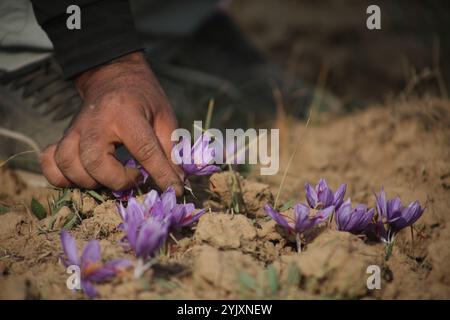 Gros plan de la main d'un fermier récoltant soigneusement des fleurs de safran dans les champs de Kashmir India Banque D'Images