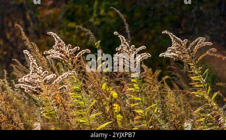 Rétro-éclairé Tall Goldenrod briller dans la lumière chaude du soleil d'automne à Charles River Peninsula, Needham, ma, soulignant la beauté des fleurs sauvages à la fin de l'automne. Banque D'Images