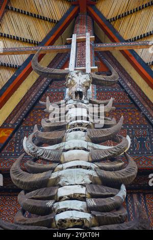 Buffalo Head et Buffalo Horns sont des symboles de bien-être, de prospérité et de statut social à Tana Toraja Banque D'Images