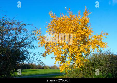 Jeune arbre Gold Birch Betula ermanii en automne Banque D'Images