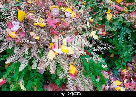 Northern Maidenhair Fern Adiantum pedatum feuilles tombantes colorées en automne Banque D'Images