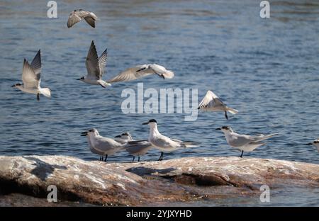 Sternes à bec de mouette sur le Nil Banque D'Images