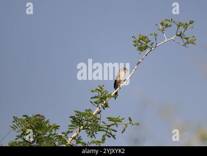 Bec d'argent indien sur un arbre Banque D'Images