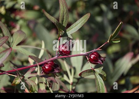 Fleurs rouges de Roselle (Hibiscus sabdariffa) Banque D'Images