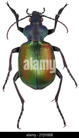 Chasseur de chenilles forestières, Calosoma sycophanta, Carabidae. Isolé sur fond blanc. Banque D'Images