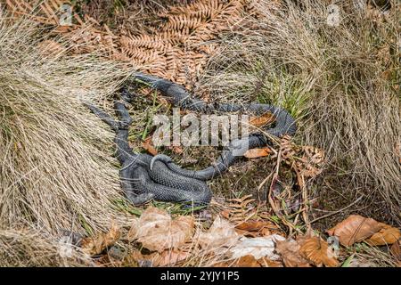 Adder serpent sur le sol dans l'herbe avec des feuilles et du feuillage dans la forêt dans le soleil d'automne, Allemagne Banque D'Images